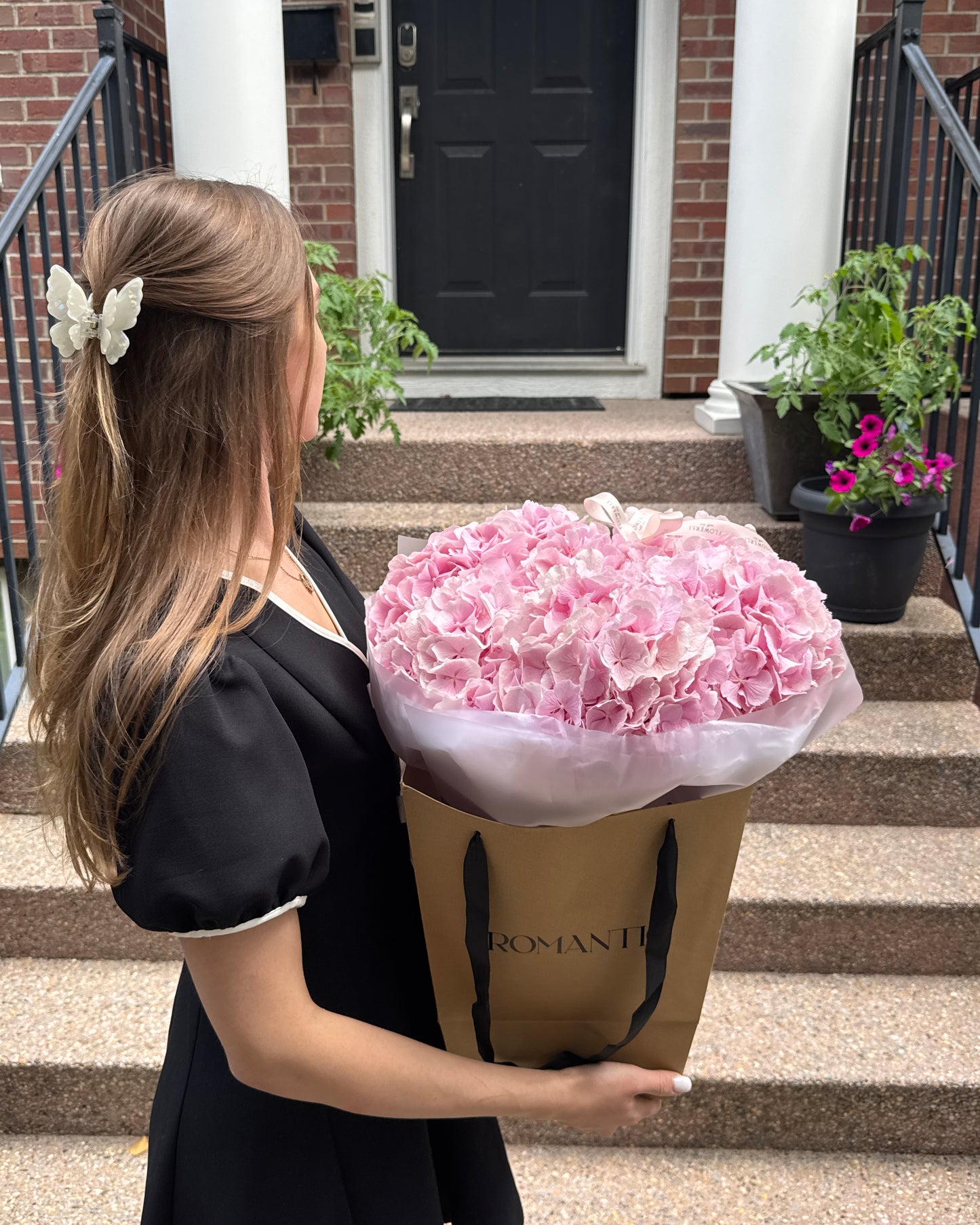 Hydrangea Paradise