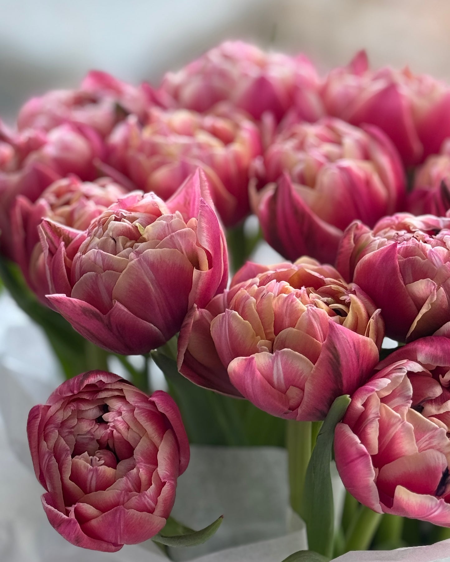 Columbus Tulip Basket