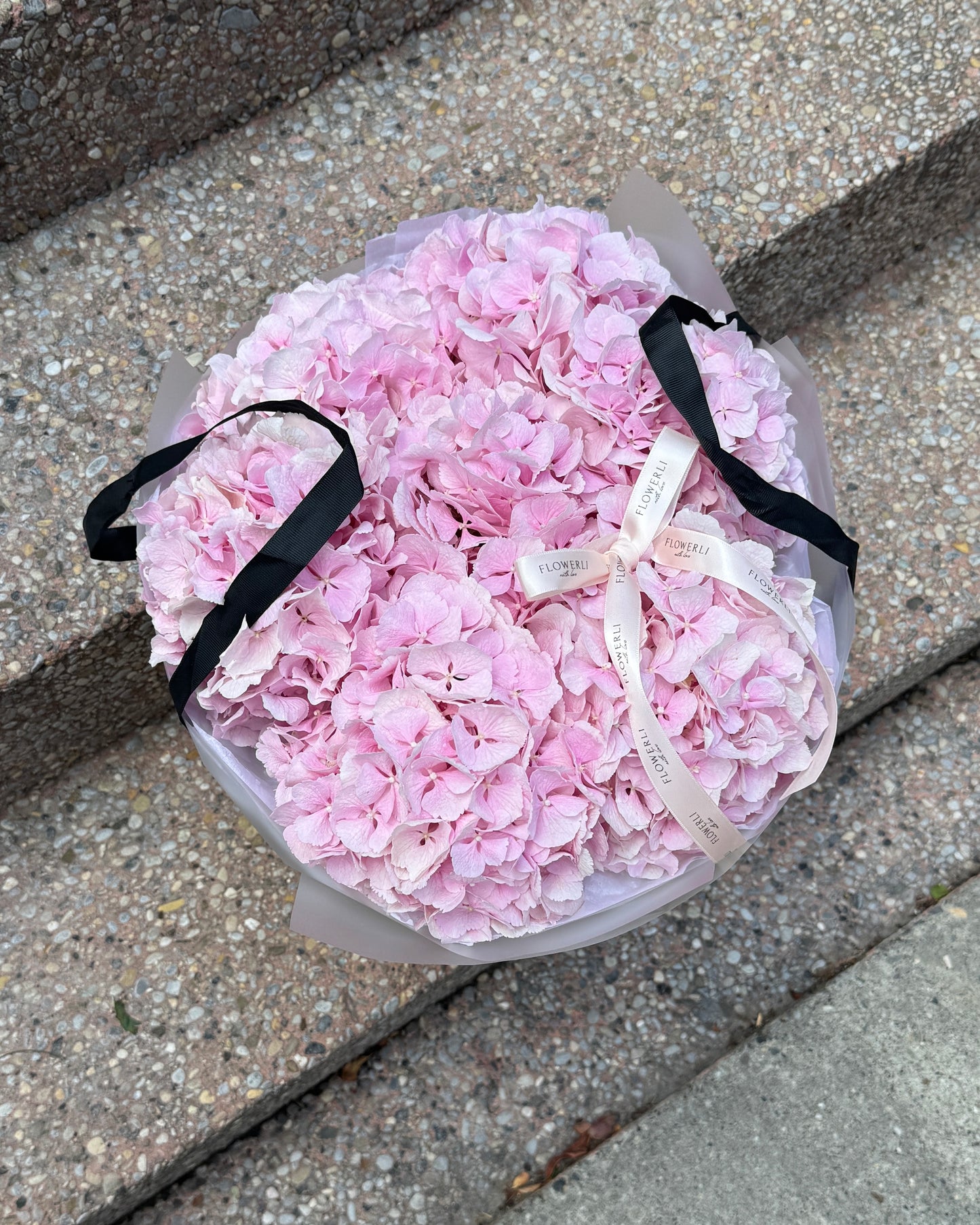 Hydrangea Paradise